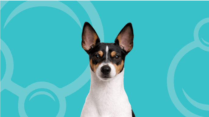 Toy Fox Terrier Temperament