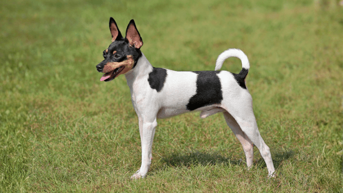 Toy Fox Terrier Temperament
