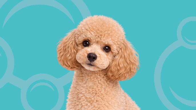 Toy Poodle Temperament