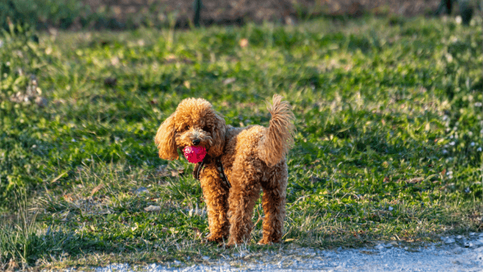 Toy Poodle Temperament