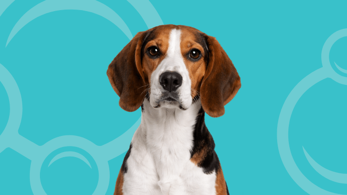 Treeing Walker Coonhound Temperament