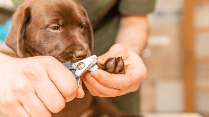 Trim Dog Nails