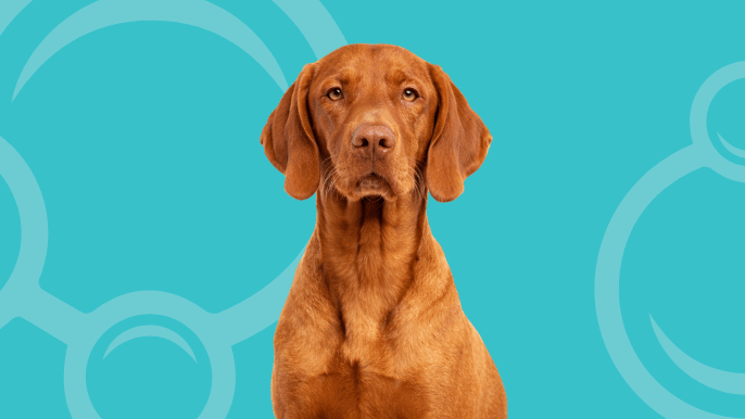 Vizsla Temperament