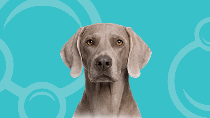Weimaraner Temperament 