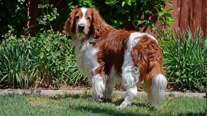 Welsh Springer Spaniel Temperament