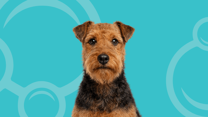 Welsh Terrier Temperament