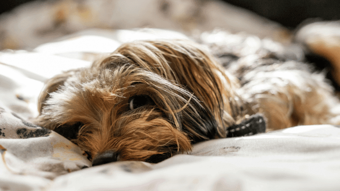 when not to groom your dog