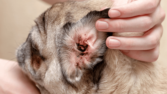 When To Skip Ear Cleaning 