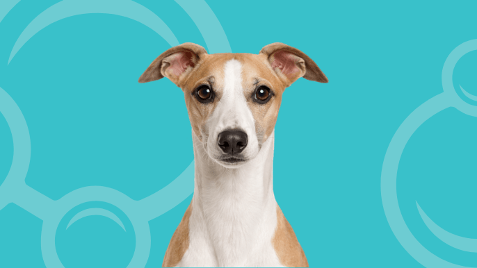Whippet Temperament