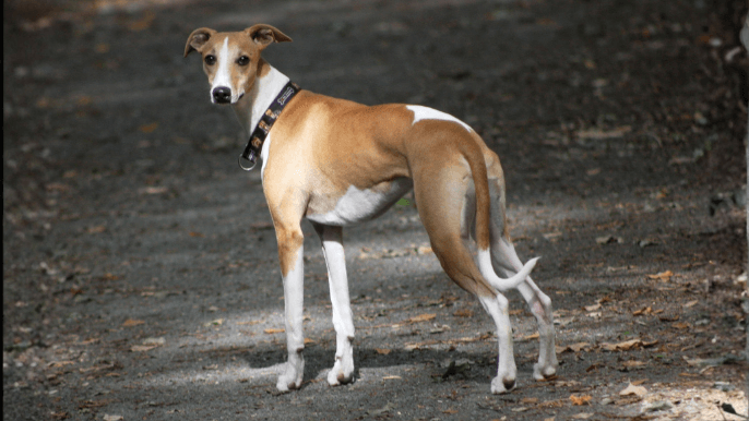 Whippet Temperament