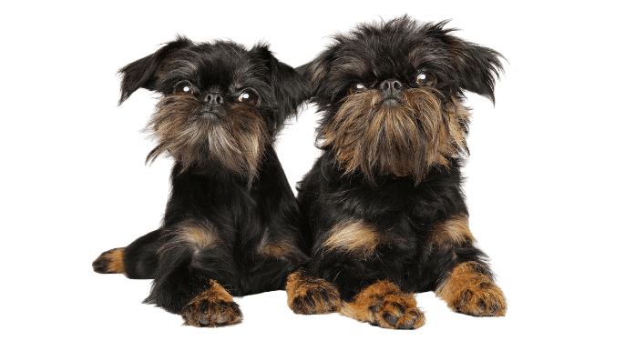 Wire coat dogs