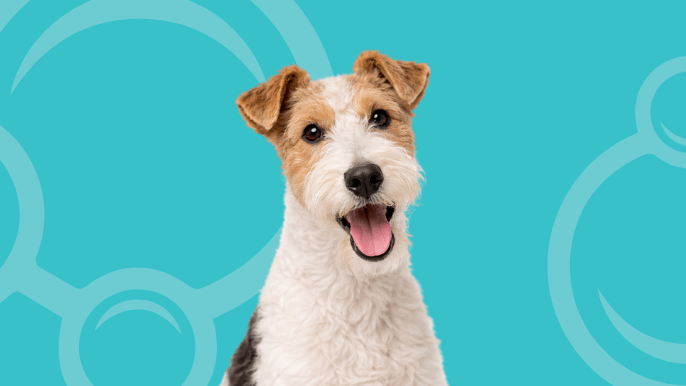 Wire Fox Terrier Temperament