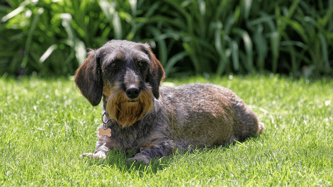 Wire-haired dachshund temperament