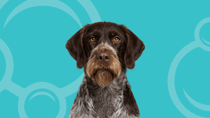 Wirehaired Pointing Griffon Temperament