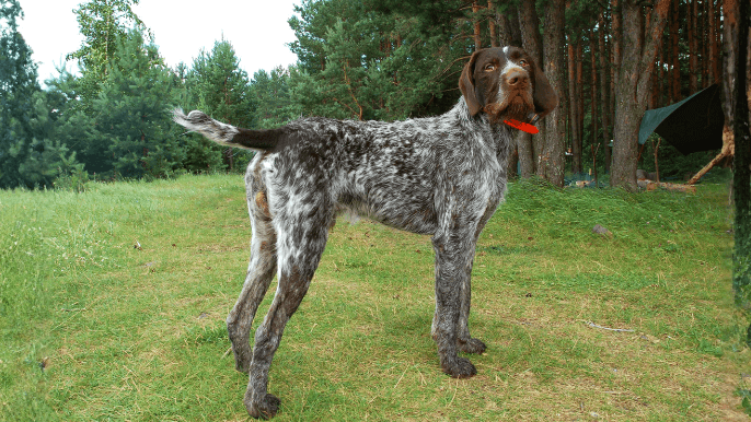 Wirehaired Pointing Griffon Temperament