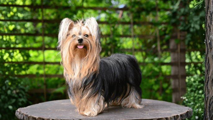 Yorkshire Terrier Temperament