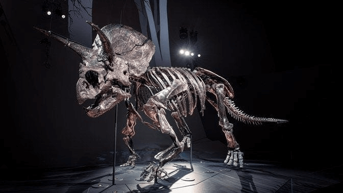 Triceratops skeleton