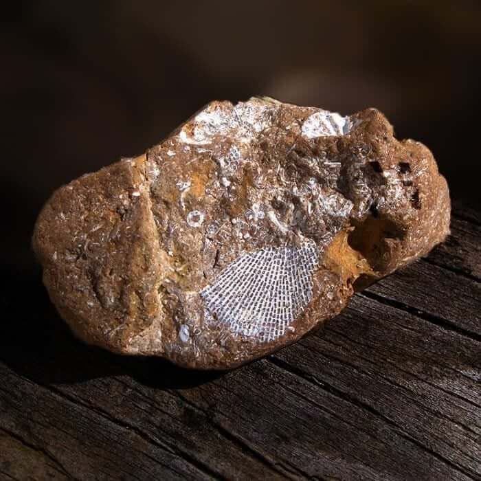 Bryozoan (Lace Coral) Fossil Lake Michigan Beach