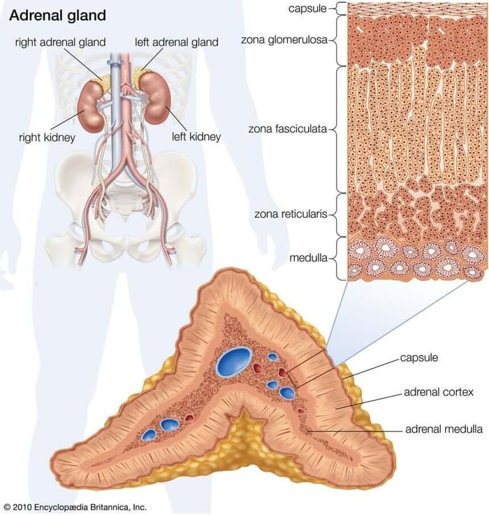 Human adrenal gland