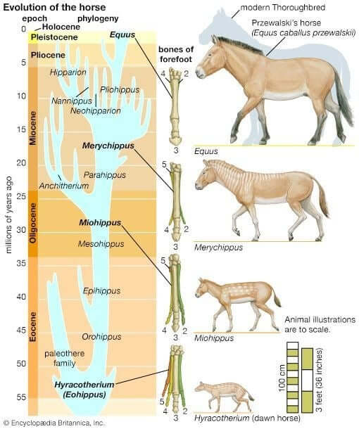 evolution of the horse evolution of the horse