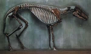 Eohippus Eohippus