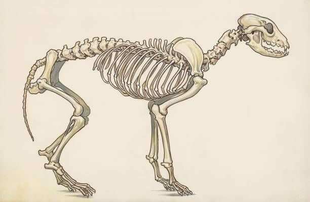 Dog skeleton, lateral view, drawing. Dog skeleton, lateral view, drawing.