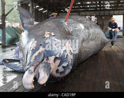 Baird's beaked whale hi-res stock photography and images - Alamy