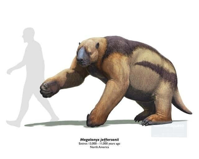 r/pleistocene - Megalonyx jeffersonii Extinct 13,000 - 11,000 years ago North America Gabriel Ugueto & Scientific Illustration