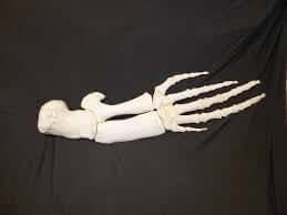 Bairds Beaked Whale Flipper