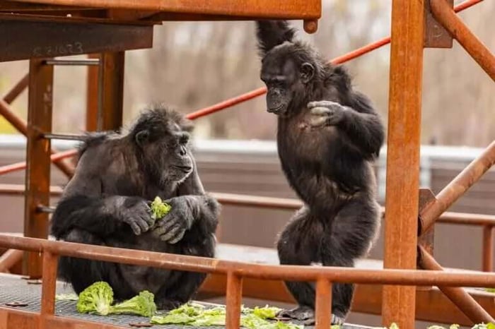 two chimpanzee eating broccoli at the international chimpanzee complex at the Indianapolis Zoo
