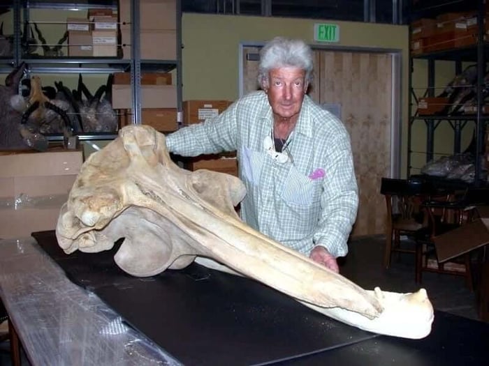 Baird's Beaked Whale – "OCEAN TREASURES" Memorial Library