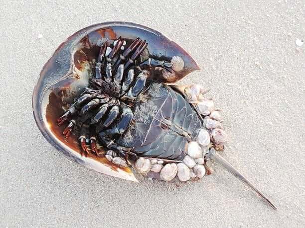 Horseshoe Crab Closeup Horseshoe Crab horse shoe crab stock pictures, royalty-free photos & images