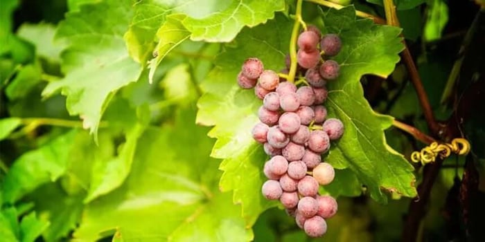 Grapes on a vine Grapes on a vine