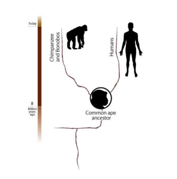 figure showing evolution from 8 million years ago to today and showing the common ape ancestor between chimpanzees and bonobos and humans