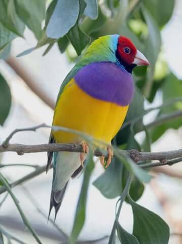A colorful Gouldian Finch