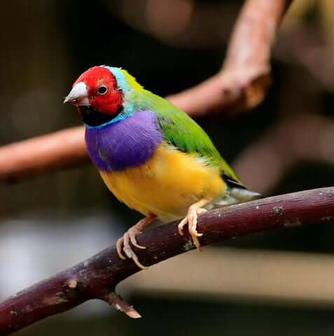 A Gouldian Finch on a Branch