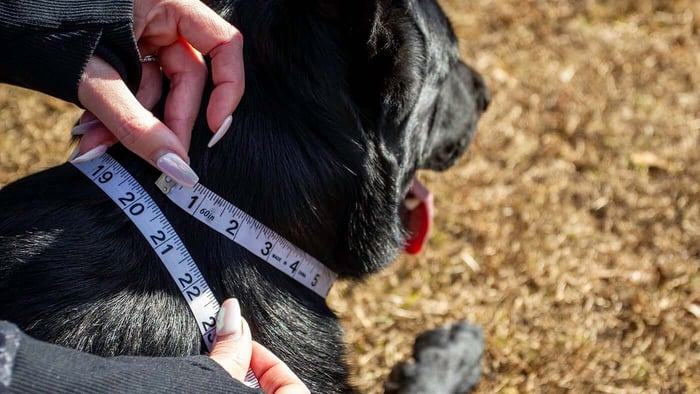 How To Measure Your Dogs Neck