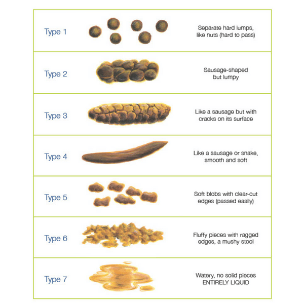 Bristol stool chart explaining what our stool means