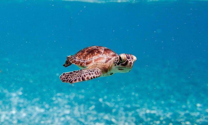 Baby turtle