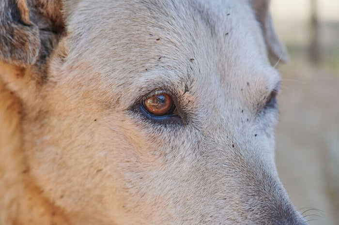 Fleas on Dog