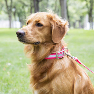 Golden Retriever Wearing Reflective Waterproof Biothane Dog ID Collar