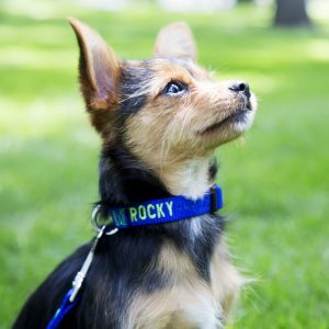 Small Dog with Custom Embroidered Nylon Collar