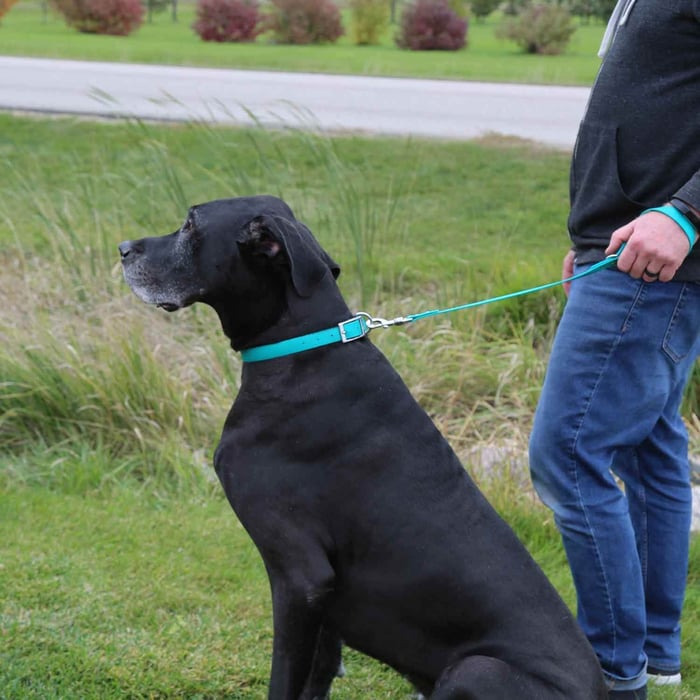 Traffic Leash Being Used with Great Dane