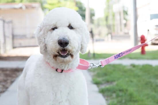 white dog with pink martingale collar