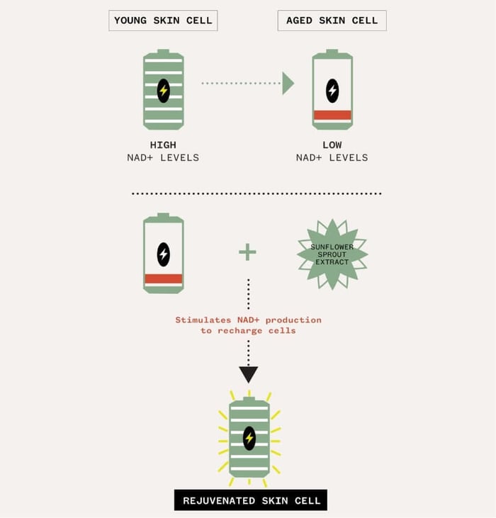 Infographic showing how NAD+ regenerates skin cells - young skin with high NAD+ levels declines to aged skin with low NAD+, then sunflower sprout extract stimulates NAD+ production to rejuvenate cells