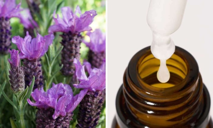 Purple butterfly lavender flowers in bloom beside amber glass dropper bottle with serum
