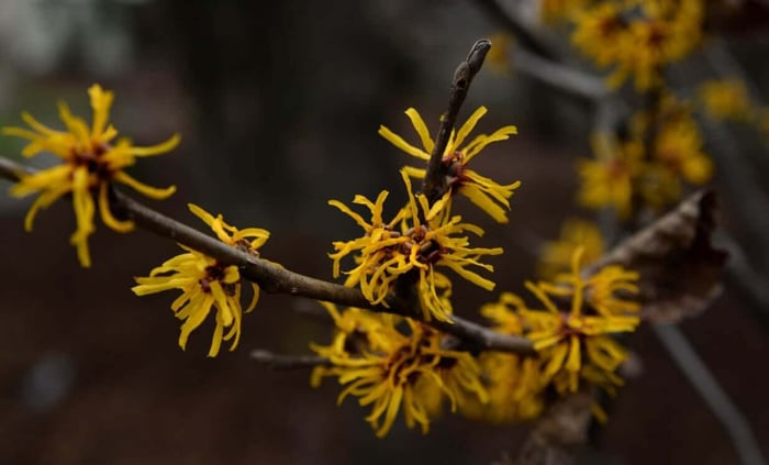 Bright yellow witch hazel flowers blooming on natural branches