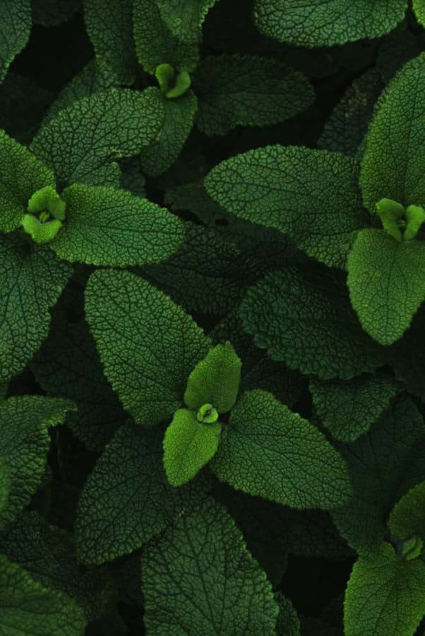 Close-up of fresh mint leaves showing detailed texture and veining, representing natural botanical ingredients for sensitive skin