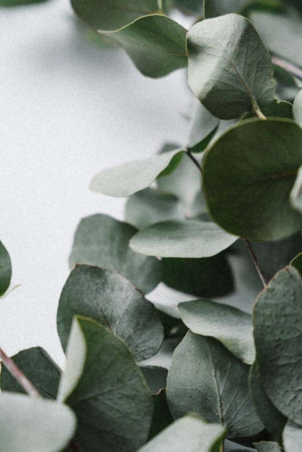 Fresh eucalyptus leaves with silvery-green texture, an ingredient to avoid for rosacea-prone skin