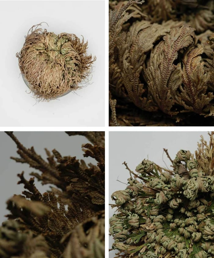 Dried resurrection plant transforming from dormant brown state to green, showing natural regenerative properties for dry skin